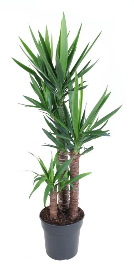 Yucca Palmlelie