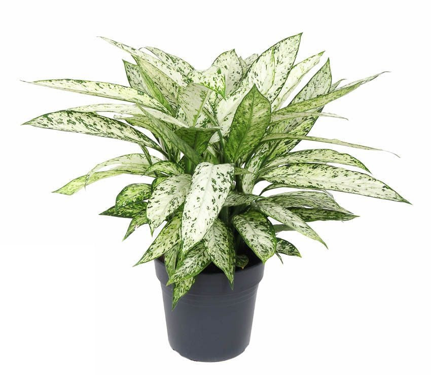Dieffenbachia Vesuvius