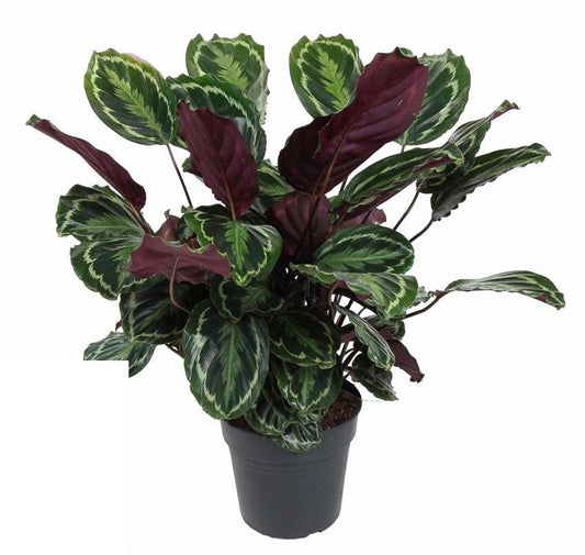Calathea Medaillon Pauwenplant