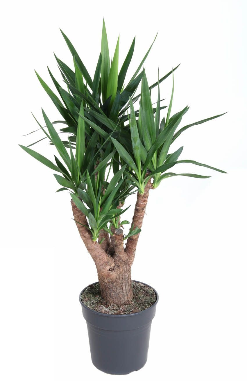 Yucca vertakt 4-arm Palmlelie
