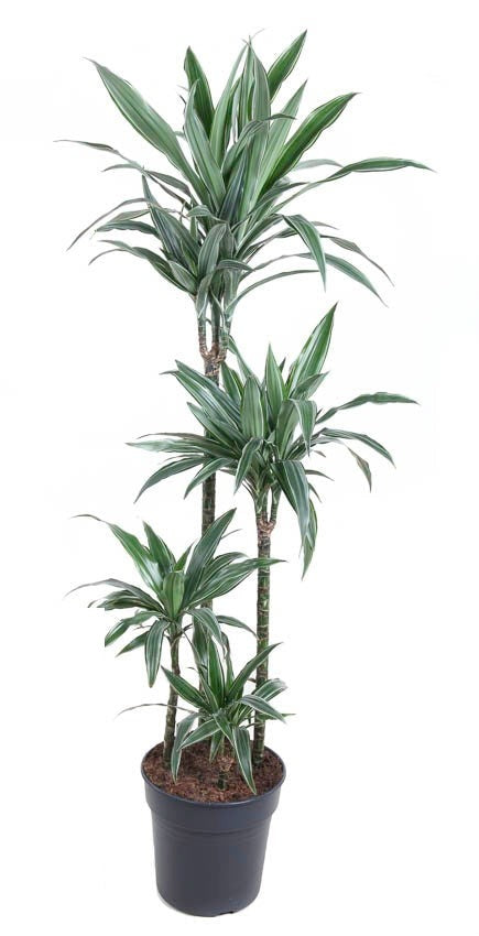 Dracaena Warneckei