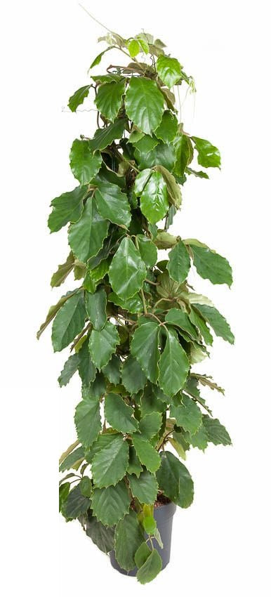 Tetrastigma Voinierianum zuil