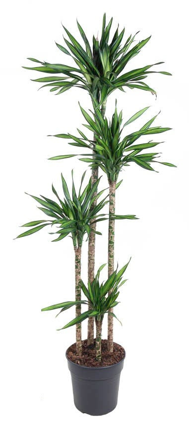 Dracaena Riki