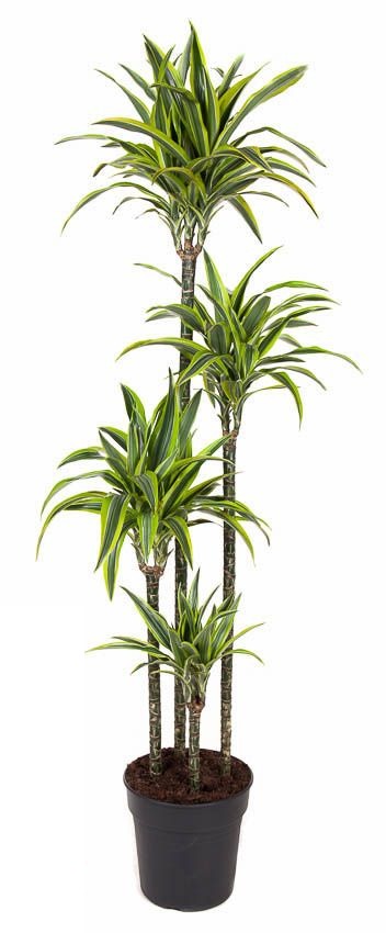 Dracaena Lemon Lime