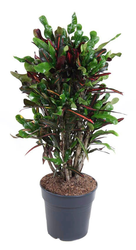 Codiaeum Mammi vertakt