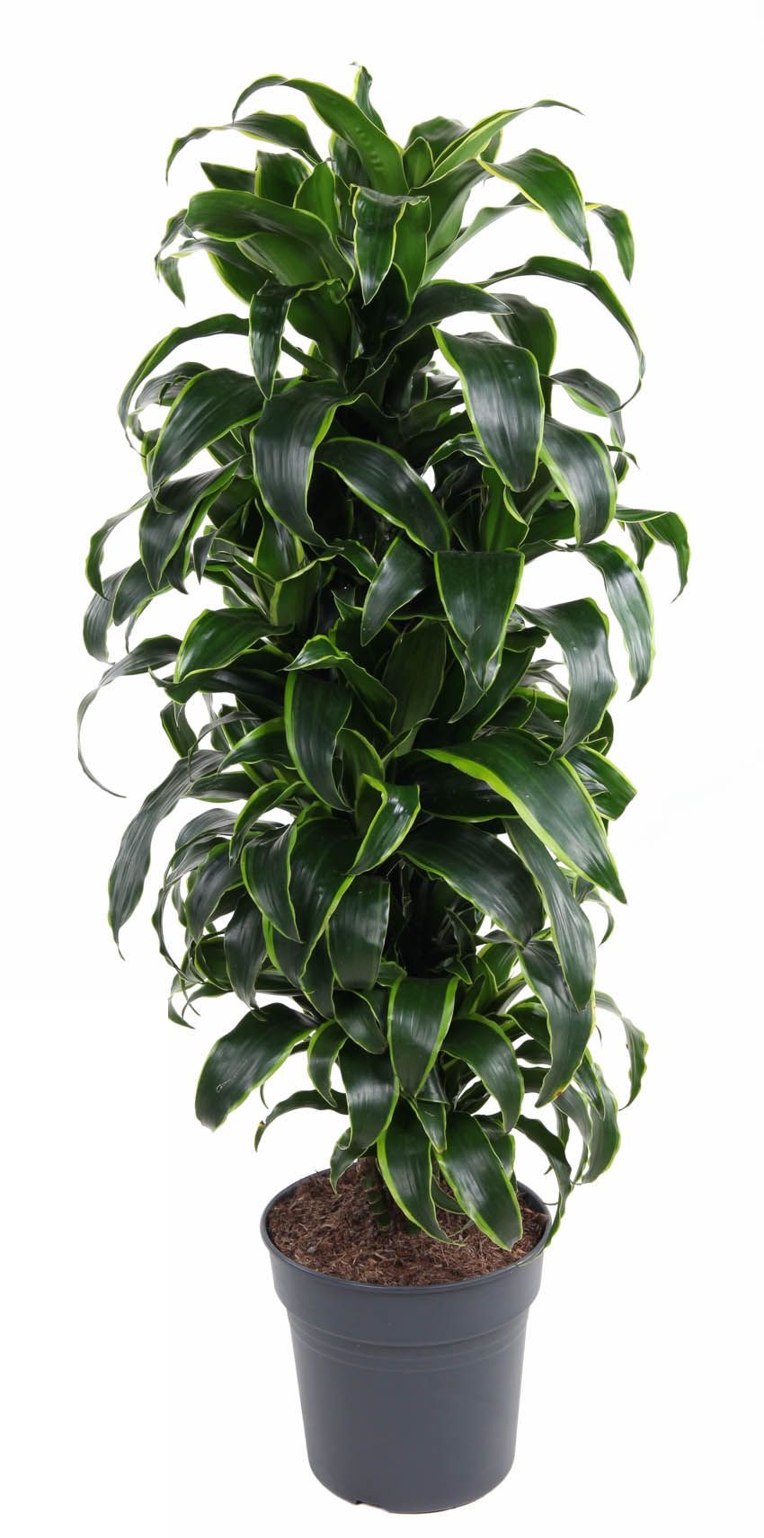 Dracaena Dorado vertakt