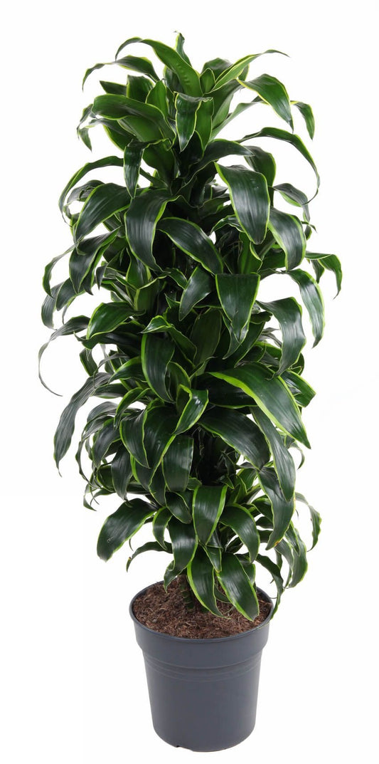 Dracaena Dorado vertakt