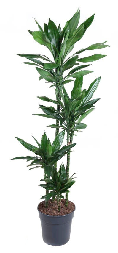 Dracaena Janet Lind