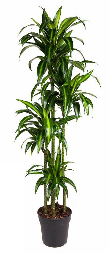 Dracaena Hawaiiana