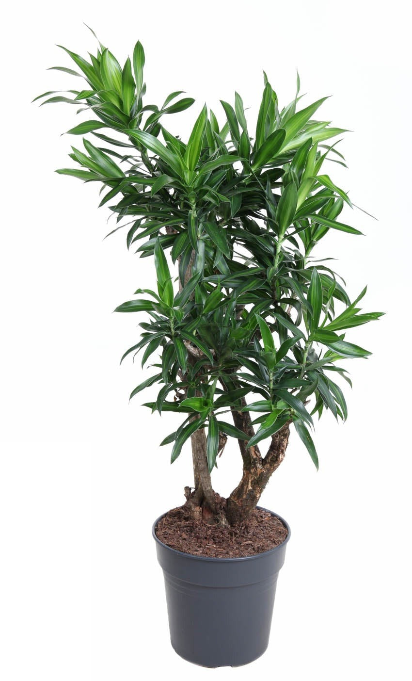 Dracaena Song Of Jamaica vertakt