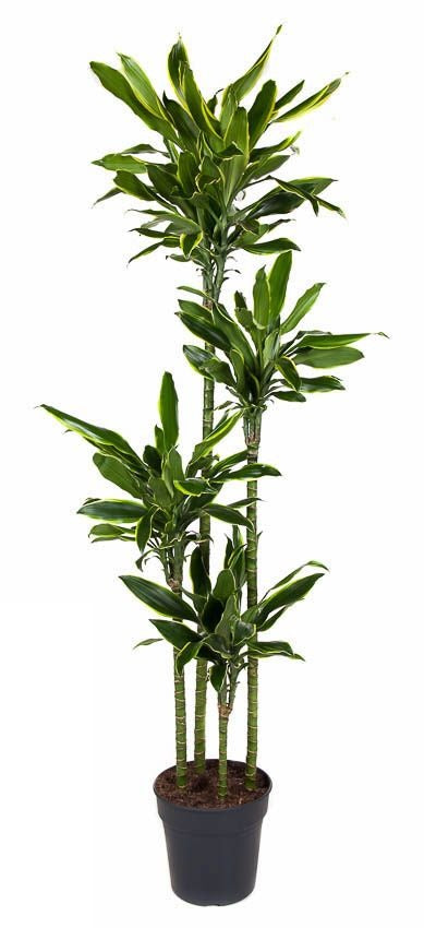 Dracaena Gold Coast