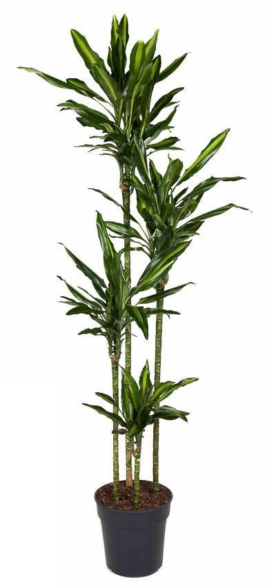 Dracaena Cintho