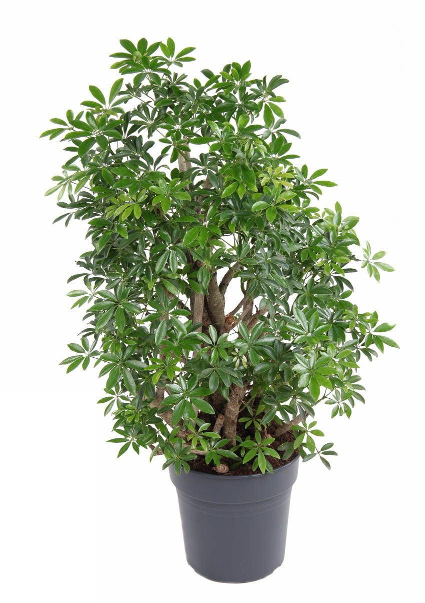 Schefflera Luseana