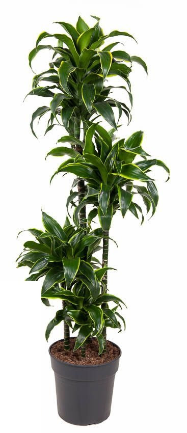 Dracaena Dorado