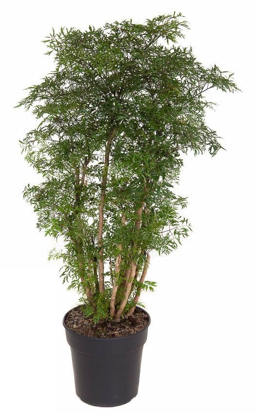 Polyscias Ming vertakt Aralia