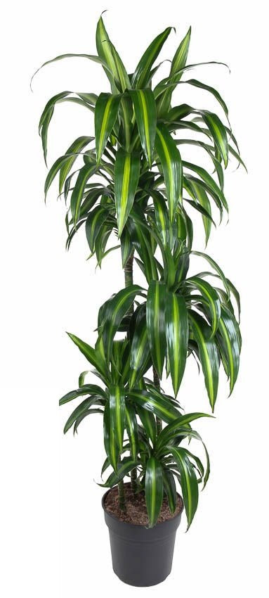 Dracaena Hawaiiana