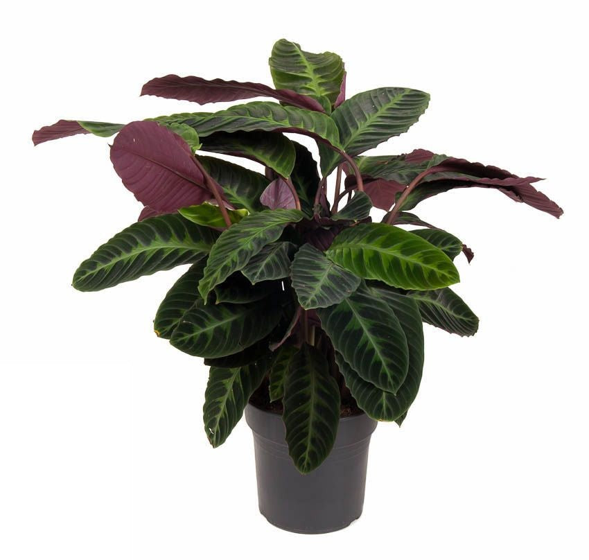 Calathea Warscewiczii