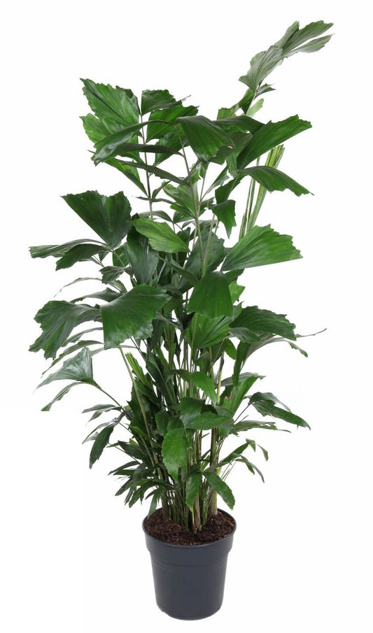 Caryota Mitis Vissenstaartpalm