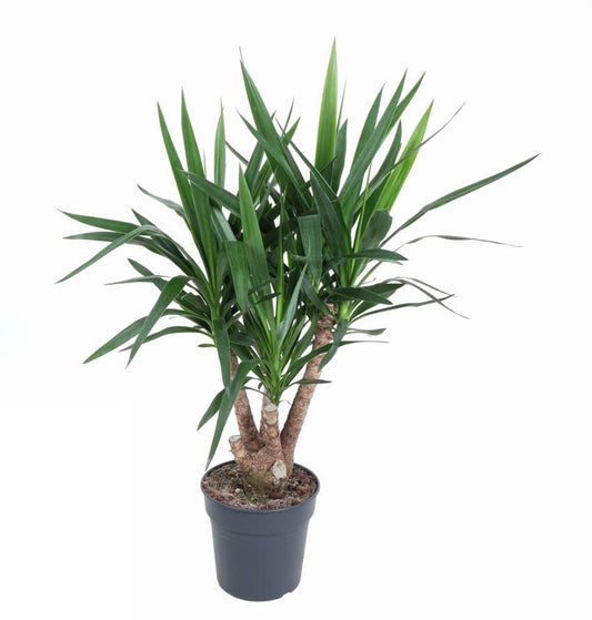 Yucca vertakt 3-arm Palmlelie