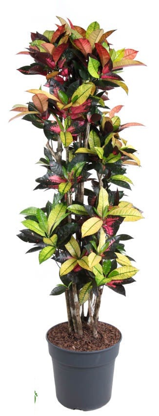 Codiaeum Mrs Iceton vertakt