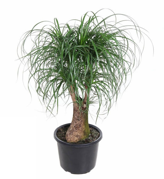 Beaucarnea vertakt Olifantspoot