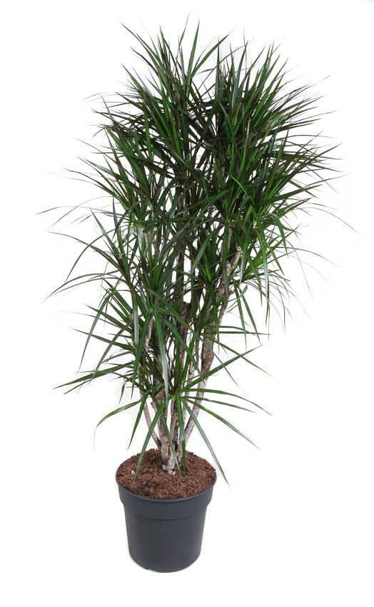 Dracaena Marginata vertakt