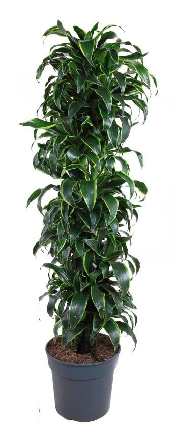 Dracaena Dorado vertakt