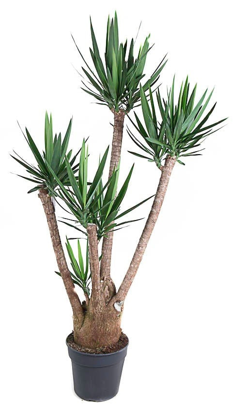 Yucca vertakt 3-4 arm Palmlelie