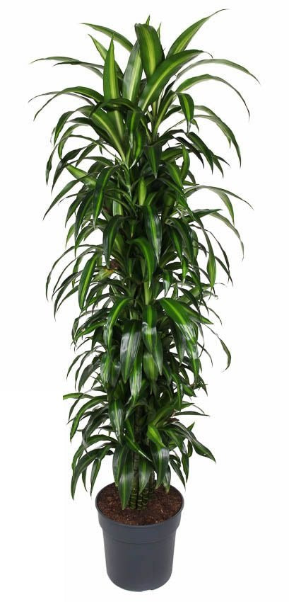 Dracaena Hawaiiana vertakt