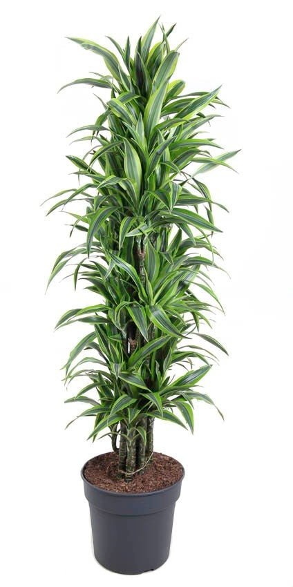 Dracaena Lemon Lime vertakt