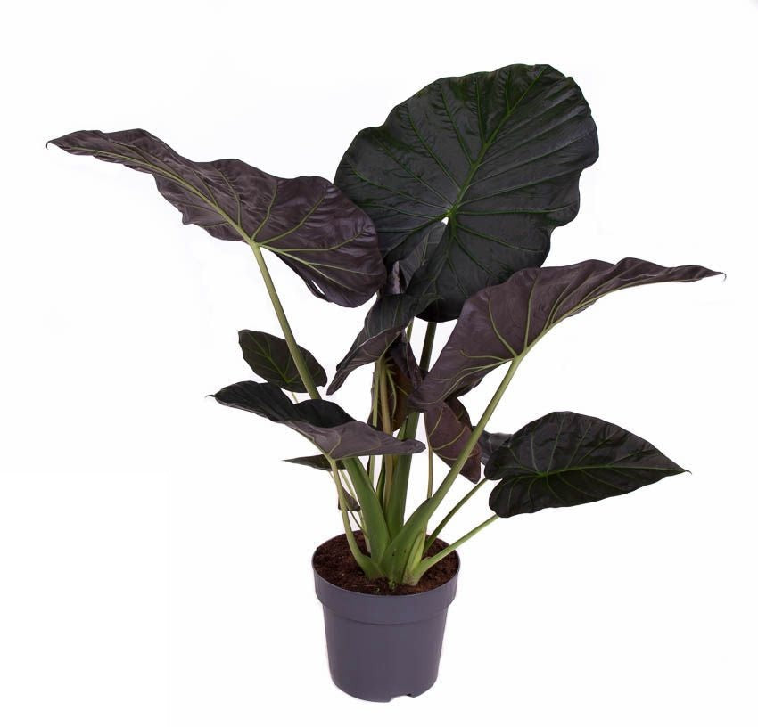 Alocasia Regal Shields
