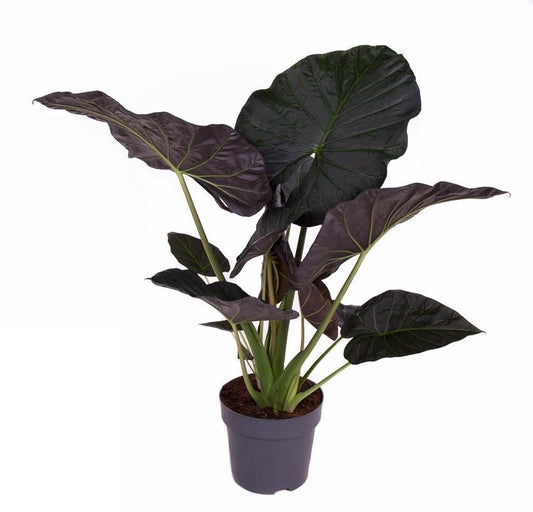 Alocasia Regal Shields