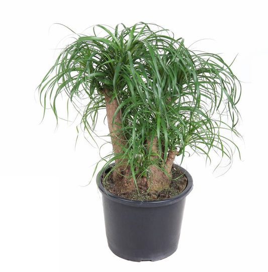 Beaucarnea vertakt Olifantspoot