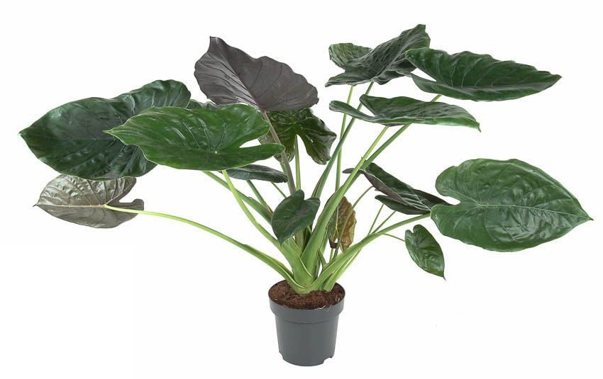 Alocasia Wentii