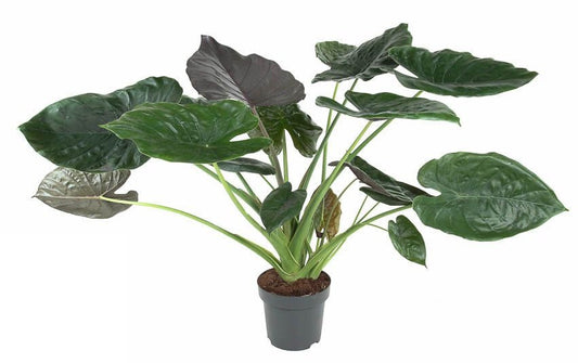 Alocasia Wentii