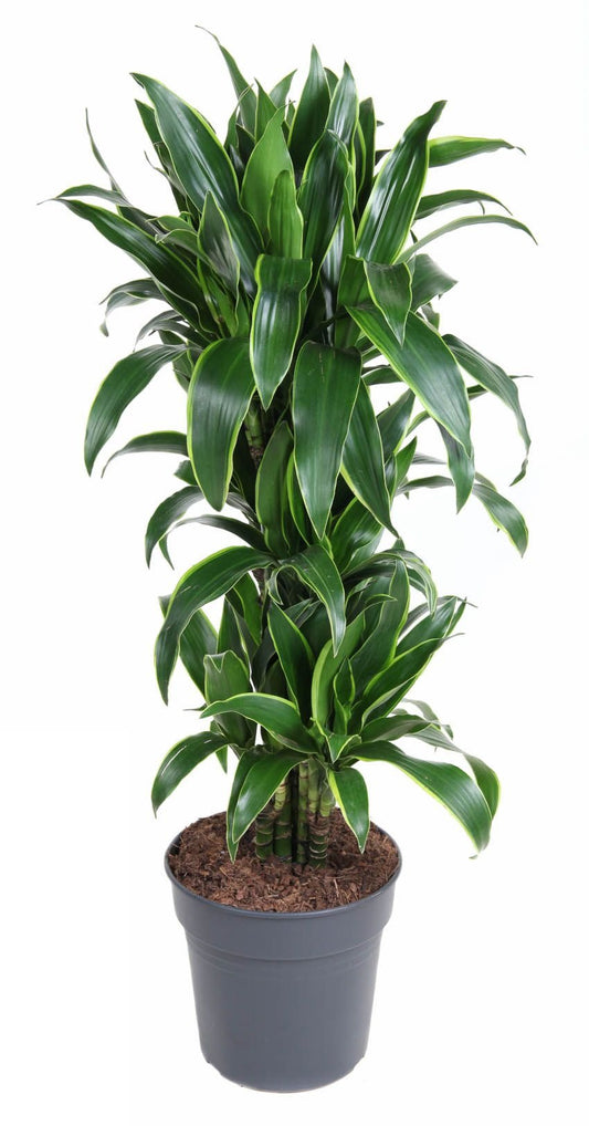 Dracaena Arturo vertakt