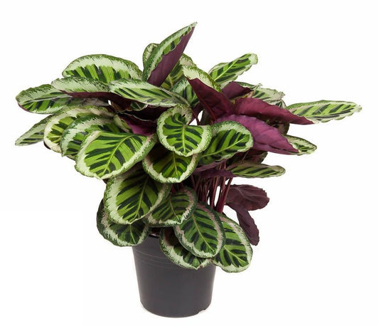 Calathea Angela