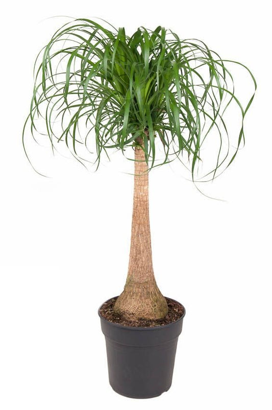 Beaucarnea stam Olifantspoot