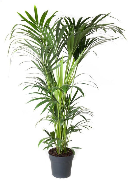 Howea Forsteriana Kentia palm