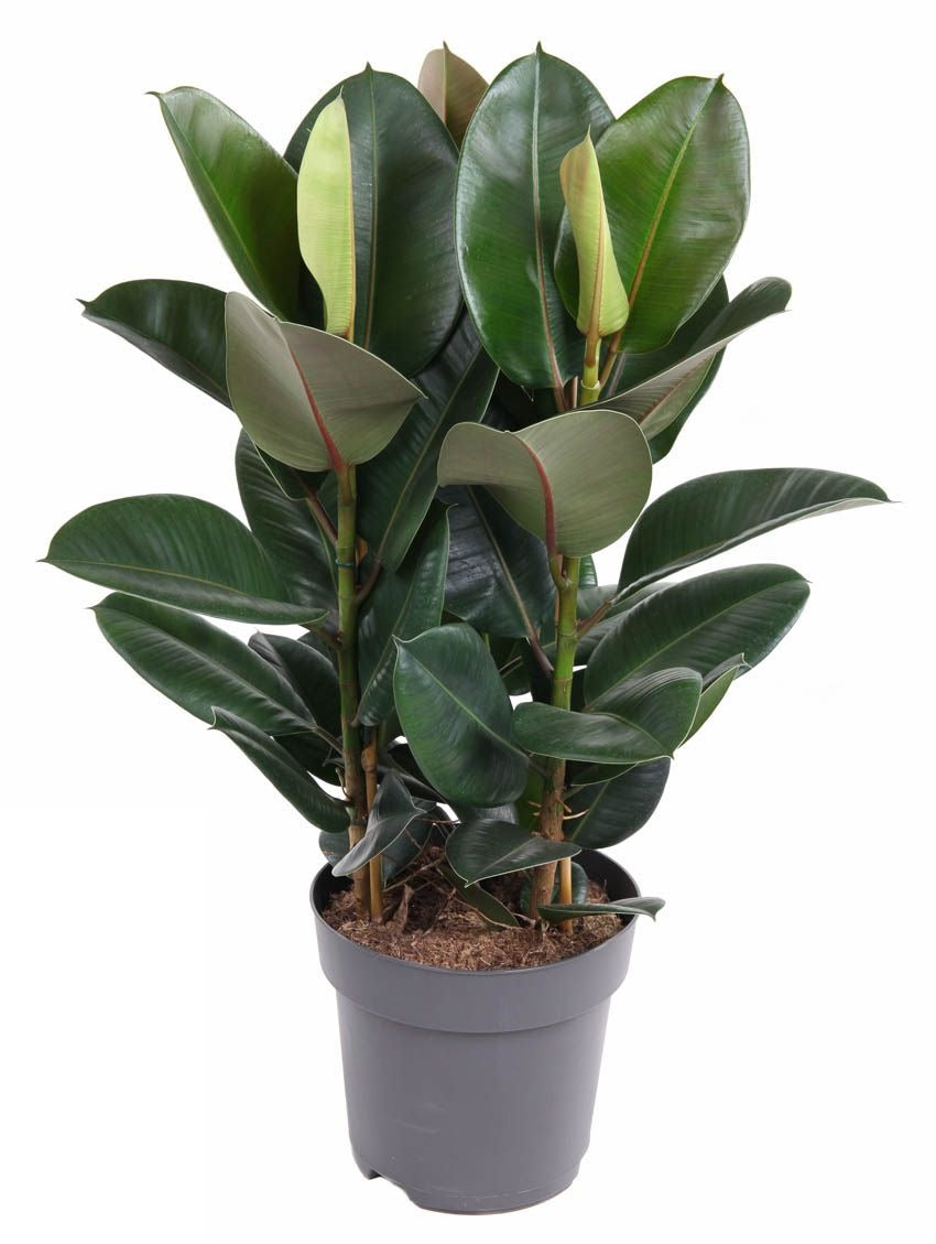 Ficus Elastica Robusta