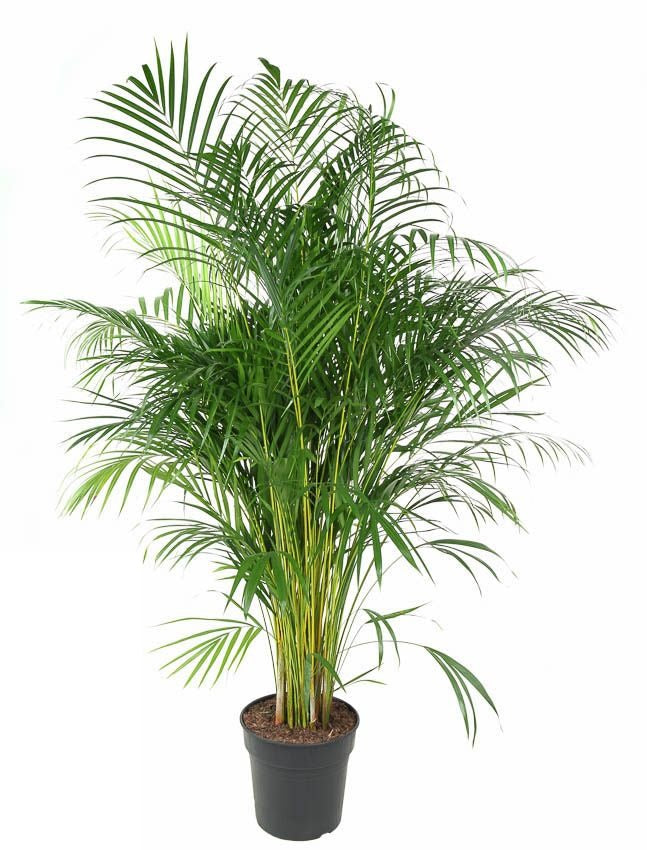 Dypsis Lutescens Areca Goudpalm