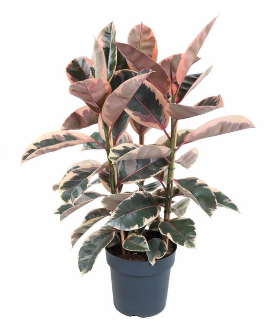 Ficus Elastica Belize