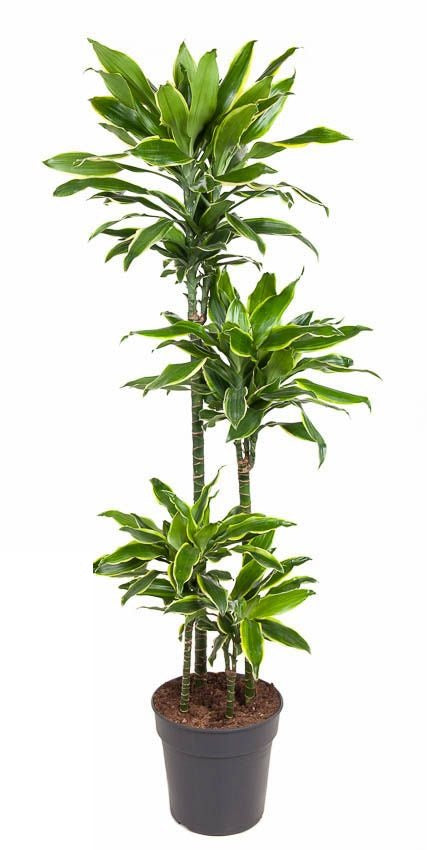 Dracaena Gold Coast