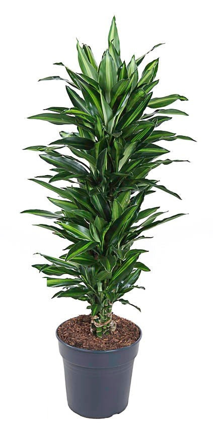 Dracaena Silindo vertakt