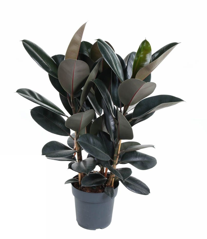 Ficus Elastica Abidjan