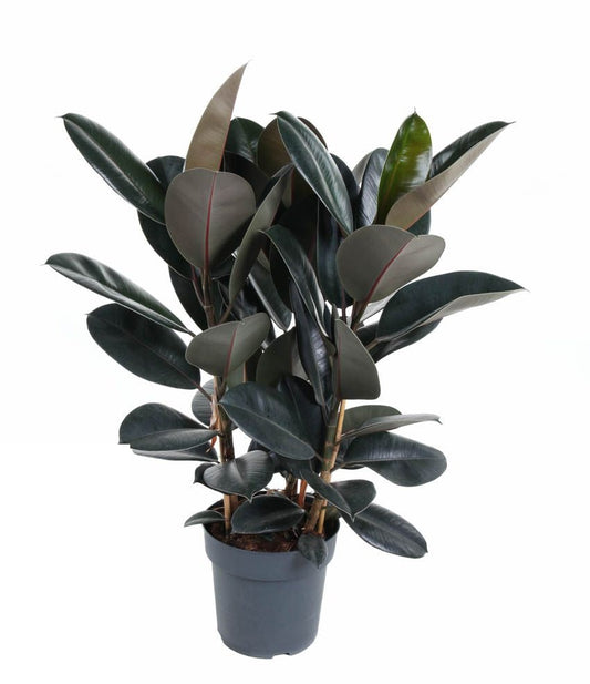 Ficus Elastica Abidjan