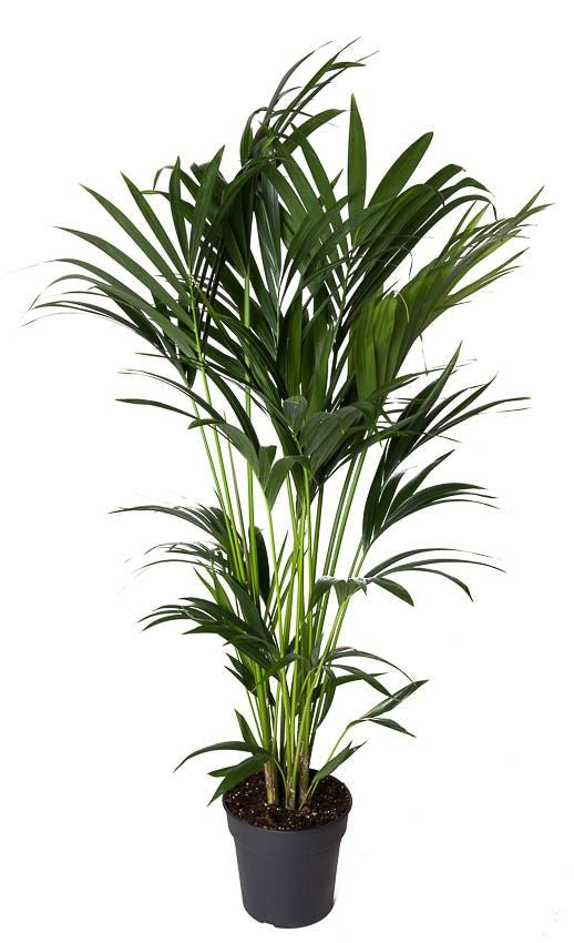 Howea Forsteriana Kentia palm