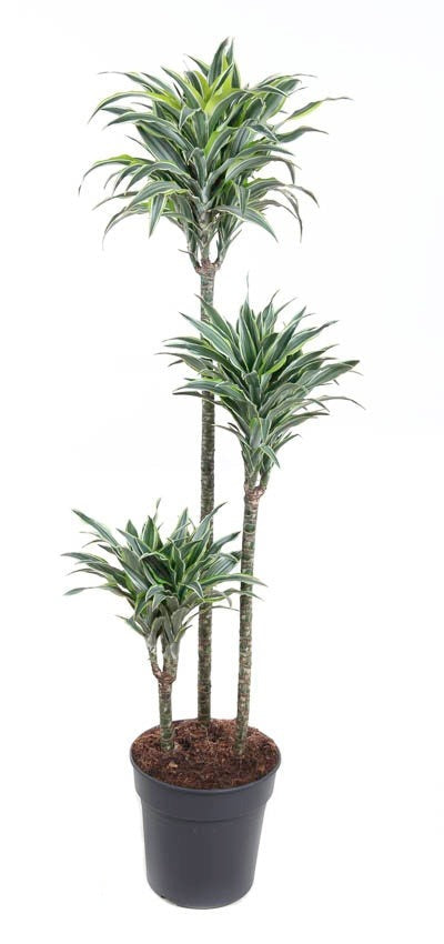 Dracaena Surprise