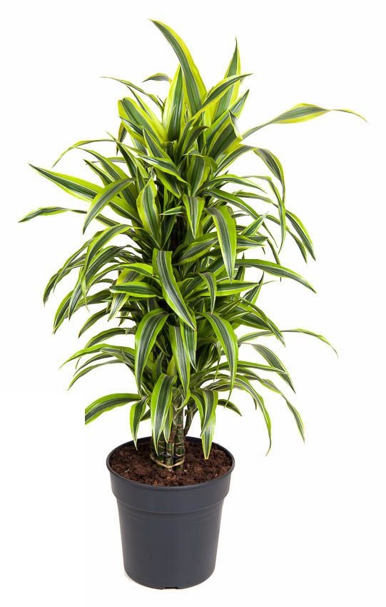 Dracaena Lemon Lime vertakt