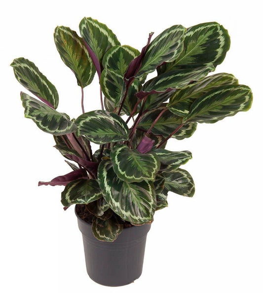 Calathea Medaillon Pauwenplant